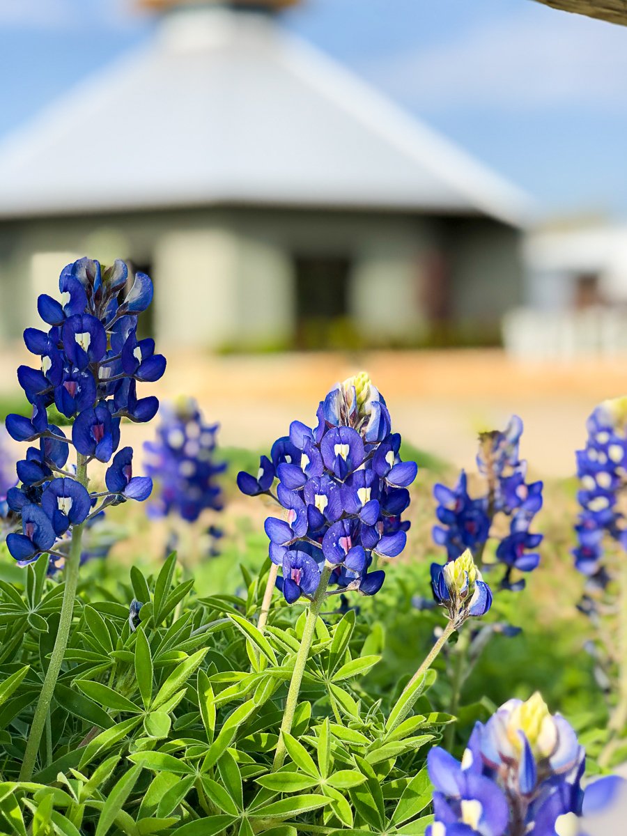 TAMU's tweet photo. Howdy, Spring! 🌸🌷

The #FirstDayOfSpring is in full bloom at @TAMUgardens. #tamu https://t.co/jXfUEc5Uwr