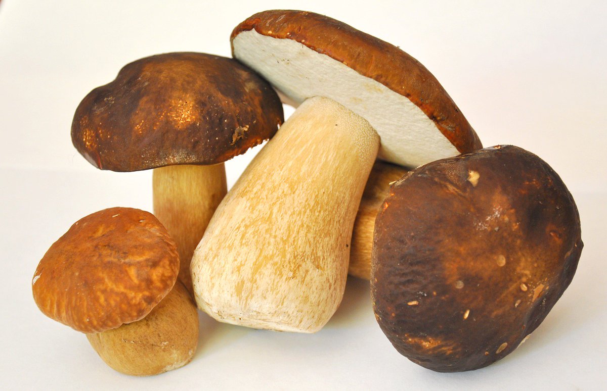 #Mushrooms May Reduce the Risk of Memory Problems - nyti.ms/2FcVBps. #WellnessWednesday #TheBrain #MemoryLoss