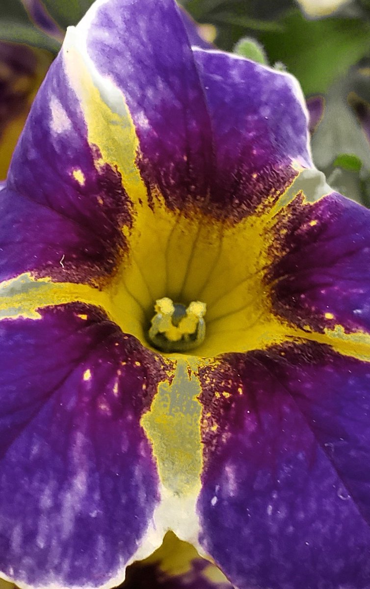 GardenOpus's tweet photo. CLOUDS DIDN'T MATTER, Calibrachoa 'Superbells® Holy Smokes®' (@Proven_Winners, 2019) caught my eye, a splatter palette of lavender-violet &amp; tones of yellow, maroon &amp; green. Much as I tried to resist, kept coming back to this one. Lightens pleasingly after opening. Solanaceae https://t.co/QckYY9tVoW