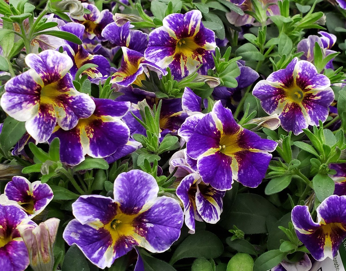 CLOUDS DIDN'T MATTER, Calibrachoa 'Superbells® Holy Smokes®' (<a href="/Proven_Winners/">Proven Winners</a>, 2019) caught my eye, a splatter palette of lavender-violet &amp; tones of yellow, maroon &amp; green. Much as I tried to resist, kept coming back to this one. Lightens pleasingly after opening. Solanaceae