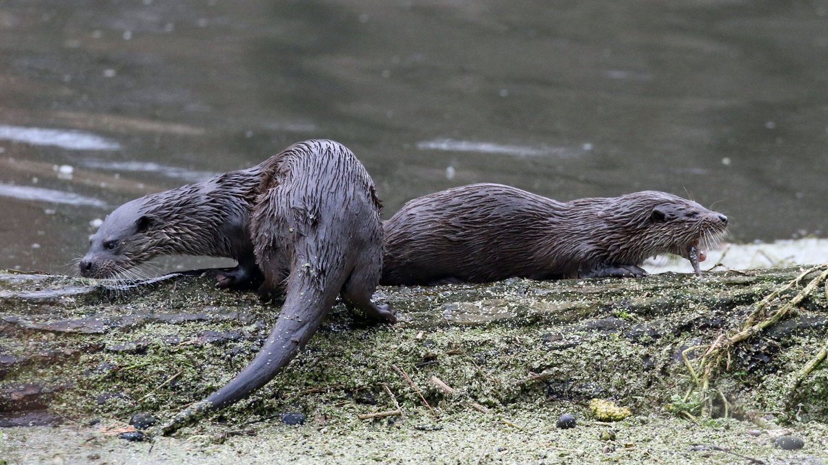 Santon Downham, River Little Ouse