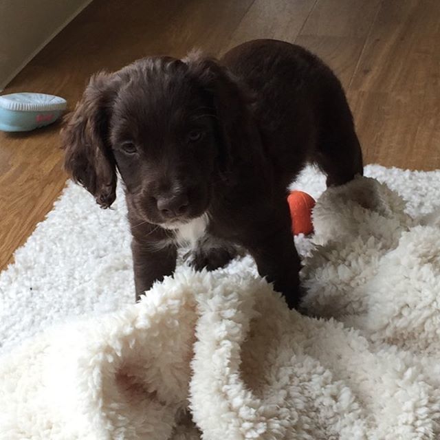 jachutton1's tweet photo. Introducing Toffee...if Carlsberg did puppies... 🐶🧡#workingcocker #workingcockers #chocolateworkingcocker #toffee #cutepuppies #workingcockerpuppy #workingcockerspaniel https://t.co/412pbvmwHe https://t.co/dVdwvezU7m