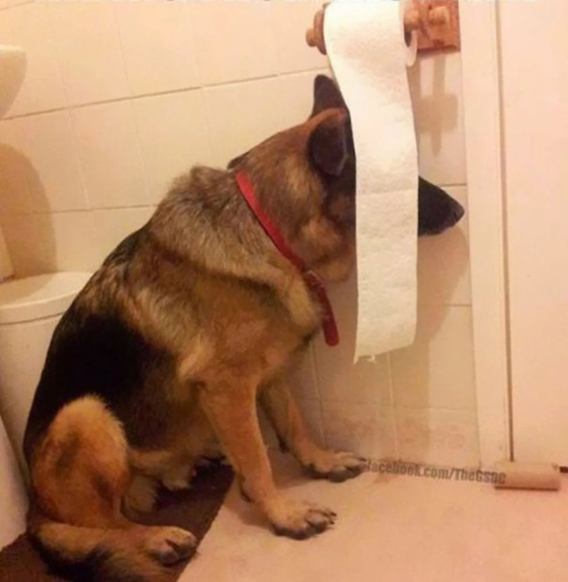 Pelu_Fritz's tweet photo. Asรญ te ves cuando le das like (por error) a una foto en Instagram, y lo quitas de inmediato...๐คช
#CuteButStupid https://t.co/s4KwObUEoW