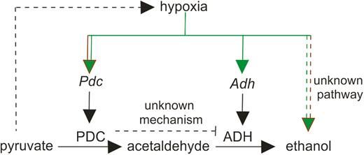 JXBot's tweet photo. Conservation of ethanol fermentation &amp; its regulation in land plants https://t.co/KCXxCLqB53 #openaccess @ThePlantLab
Transcriptional &amp; biochemical comparisons in different phyla suggest the existence of alternative strategies https://t.co/fmm3gG7xDM