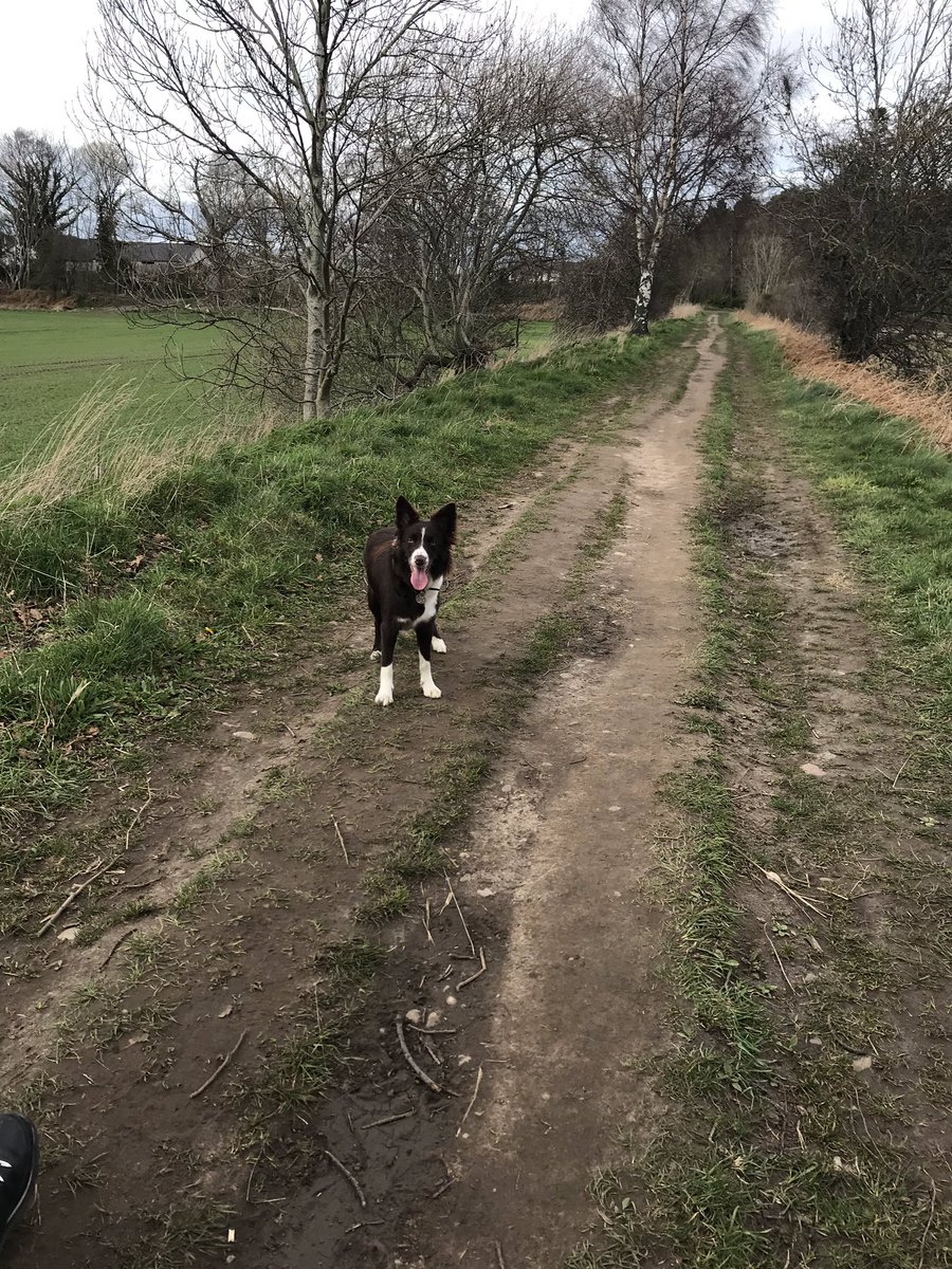 macleanchelle's tweet photo. Daddy & Mummy & Baby Girl Mystique walkies time. Swimming in the water-playing ball-Forest walkies. #UnconditionalLove #PuppyLove #OorWorld #BorderCollie #Brown #White #Water #Ball #Trees #Fun #BestTime #FamilySpecialTime #Girl 😘👼🤗🐕❤️🥰😍💞💓💖♥️ https://t.co/ntEs73tK5j