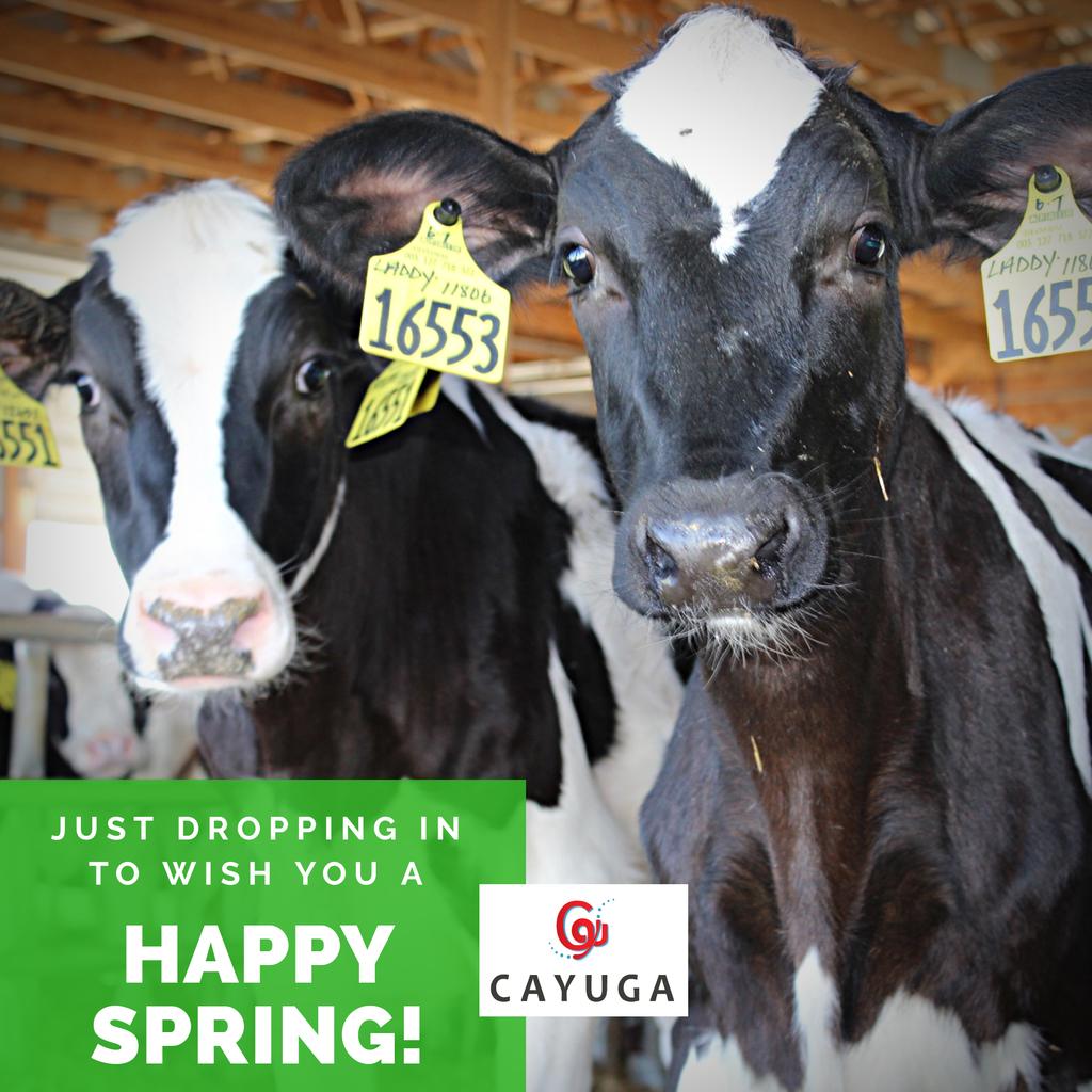 Cayuga Milk Ingredients (CayugaMilk) Twitter