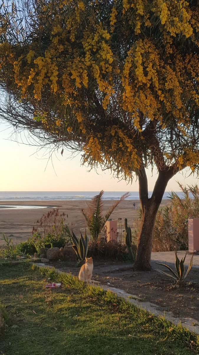 UnikMarocTours's tweet photo. This beauty is #happiness ! . #mimosas time in #Tangier Atlantic coast. #yellowbeauty #wellcomespring
See the whole pic in our stories
.
#BienvenidaPrimavera #InternationalHappinessDay
#DiaDeLaFelicidad #DiaInternacionalDeLaFelicidad #travelphotography #Travel #Morocco https://t.co/tyBjMRLrUo