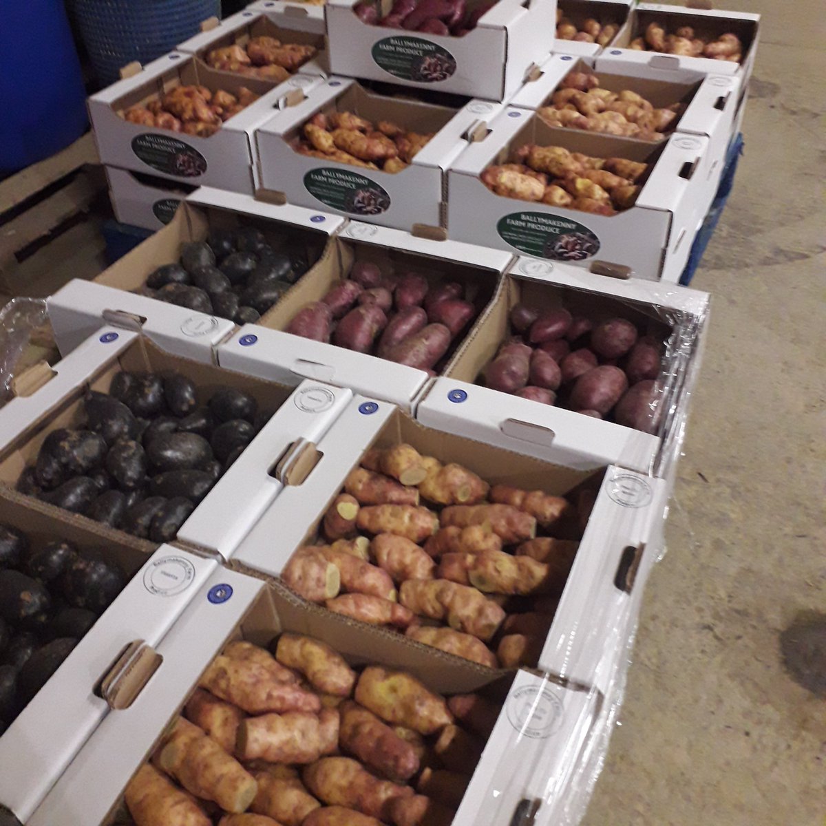 BallymakennyF's tweet photo. #Spuds heading out today. Wholesalers fully stocked with fresh potatoes. Every single box sold is important to us. DM me if you don't use one of our wholesalers Our gorgeous #violetta and #RedEmmalie look and taste fab not to mention #pinkFirApple https://t.co/bXD9PXbKMX