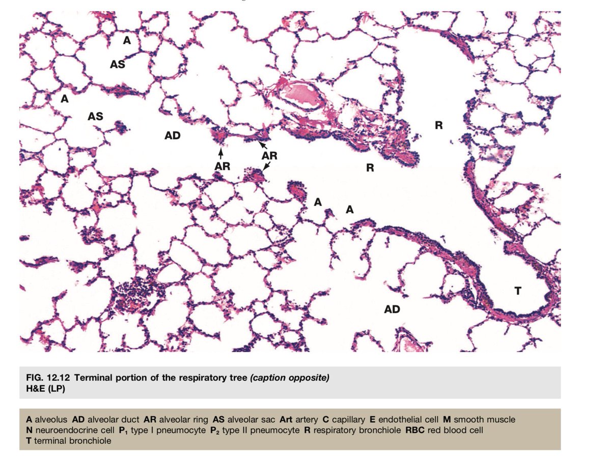 AAPAstudents's tweet image. 🔬Micro time! These are #lung #micrographs - can you identify alveoli, RBCs, and capillaries? Type I pneumocytes are large, flat, and are the barrier for gas exchange. Type II are cuboidal, produce surfactant, and are stem cells. Photos from Wheater’s Functional #Histology.