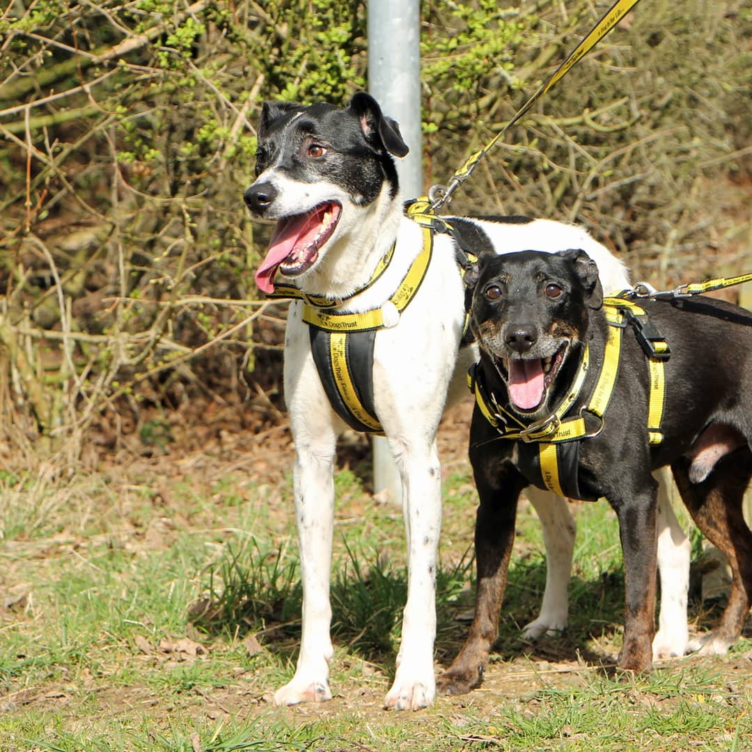 DT_Darlington's tweet image. 🐶🐶 MAX &amp;amp; BOB 🐶🐶
Having loadsa fun on #internationaldayofhappiness. These boys are best buddies looking for a home together. Check our website, link in bio, for more info on these lively lads.
#dogstrustdarlington @DogsTrust #happydogs #besties #bff #bffgoals #bestfriends