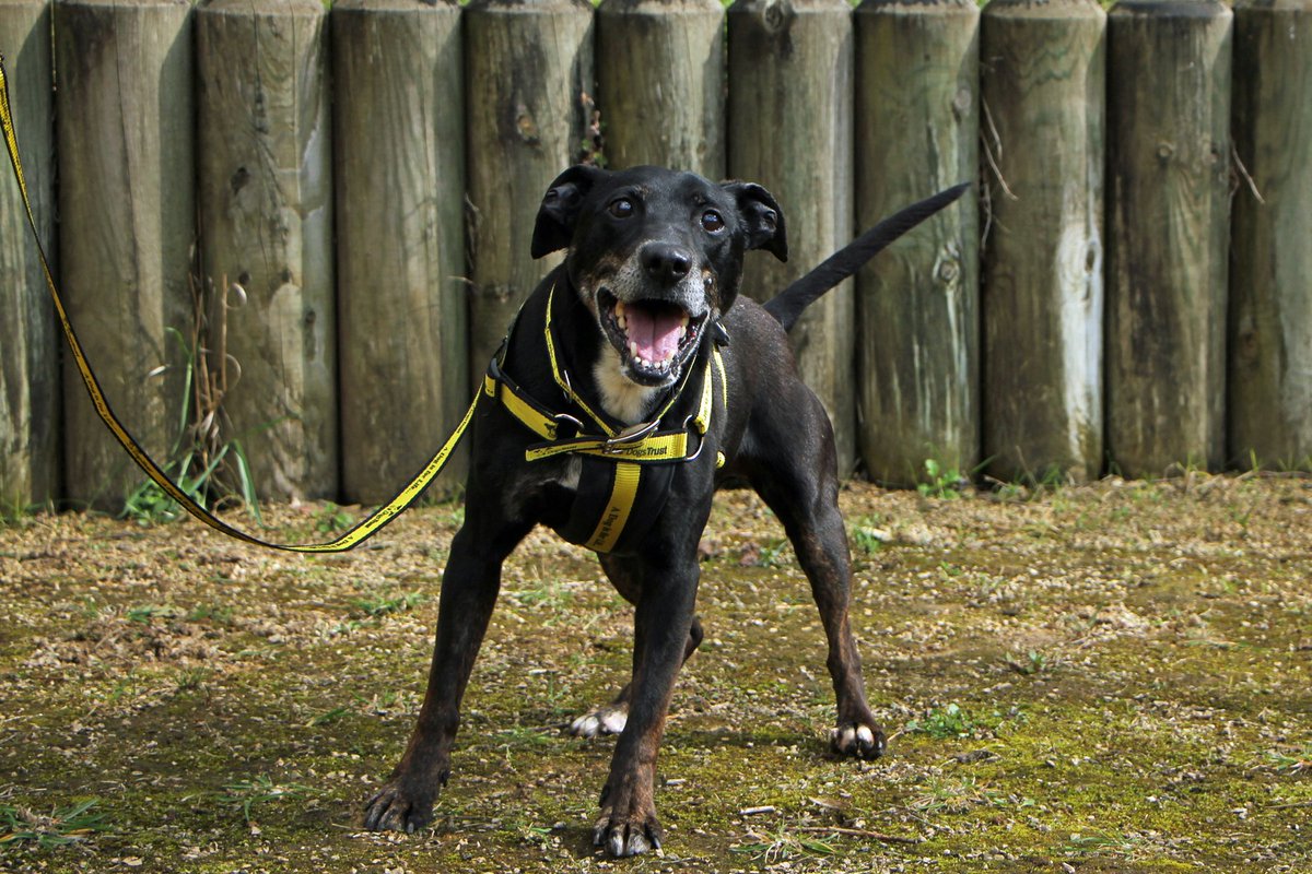 DT_Darlington's tweet image. 🐶🐶 MAX &amp;amp; BOB 🐶🐶
Having loadsa fun on #internationaldayofhappiness. These boys are best buddies looking for a home together. Check our website, link in bio, for more info on these lively lads.
#dogstrustdarlington @DogsTrust #happydogs #besties #bff #bffgoals #bestfriends