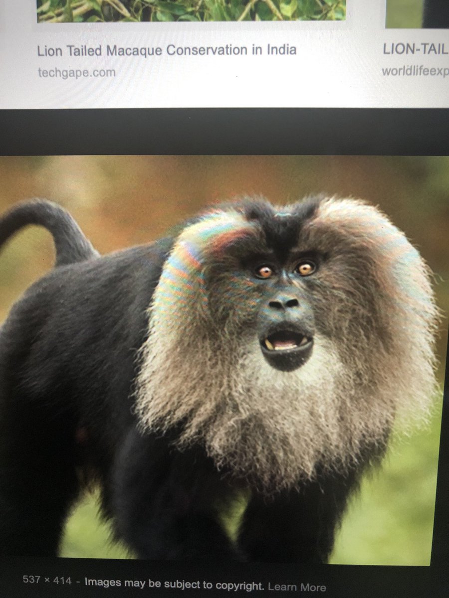 DannyMo44971550's tweet photo. An example of an endemic species is the lion-tailed macaque #endemic https://t.co/59nAajtfGG