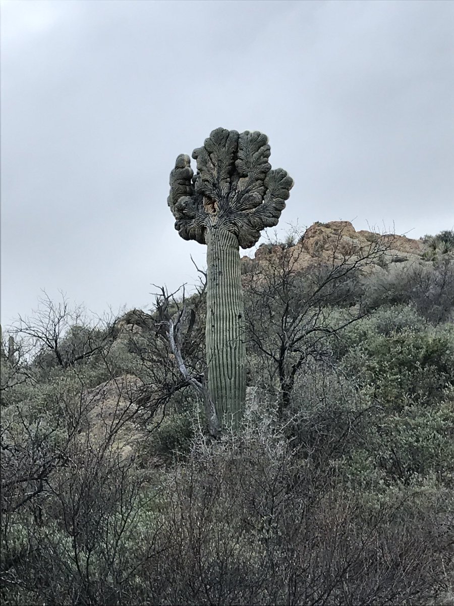 Stormbrewing's tweet photo. The mysterious crested saguaro.... https://t.co/Wnb0Ht3eep