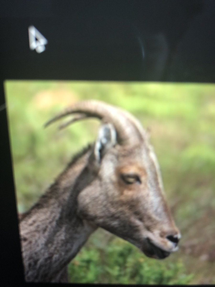 DannyMo44971550's tweet photo. Another example of an epidemic species is nilgiri tahr #animal https://t.co/DiyNeGnwEK