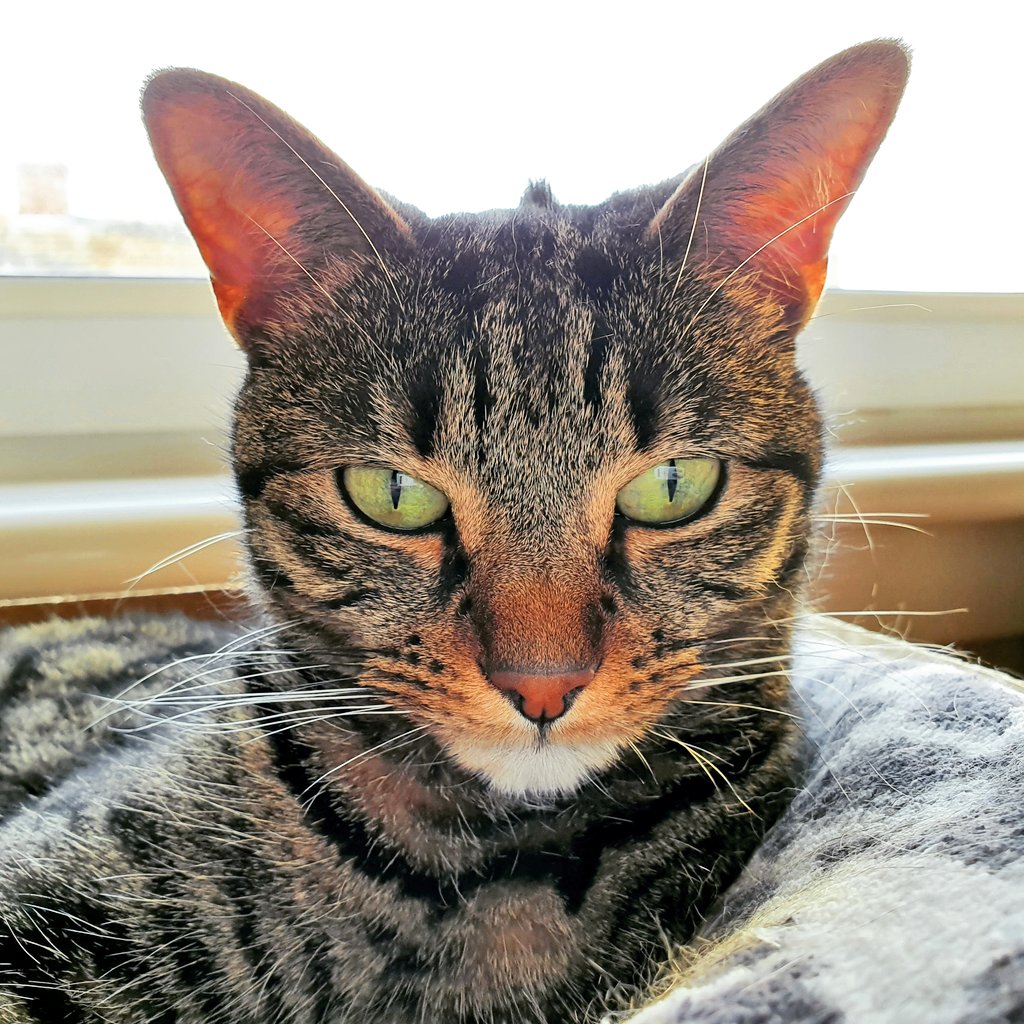 mikeycubed's tweet photo. I'm all ears....
#Mila #MilaCat #earsforyears #PunkCat #Mohawk #tousle #CatsOfTwitter #cat #GreenEyes https://t.co/pGewH3lomH