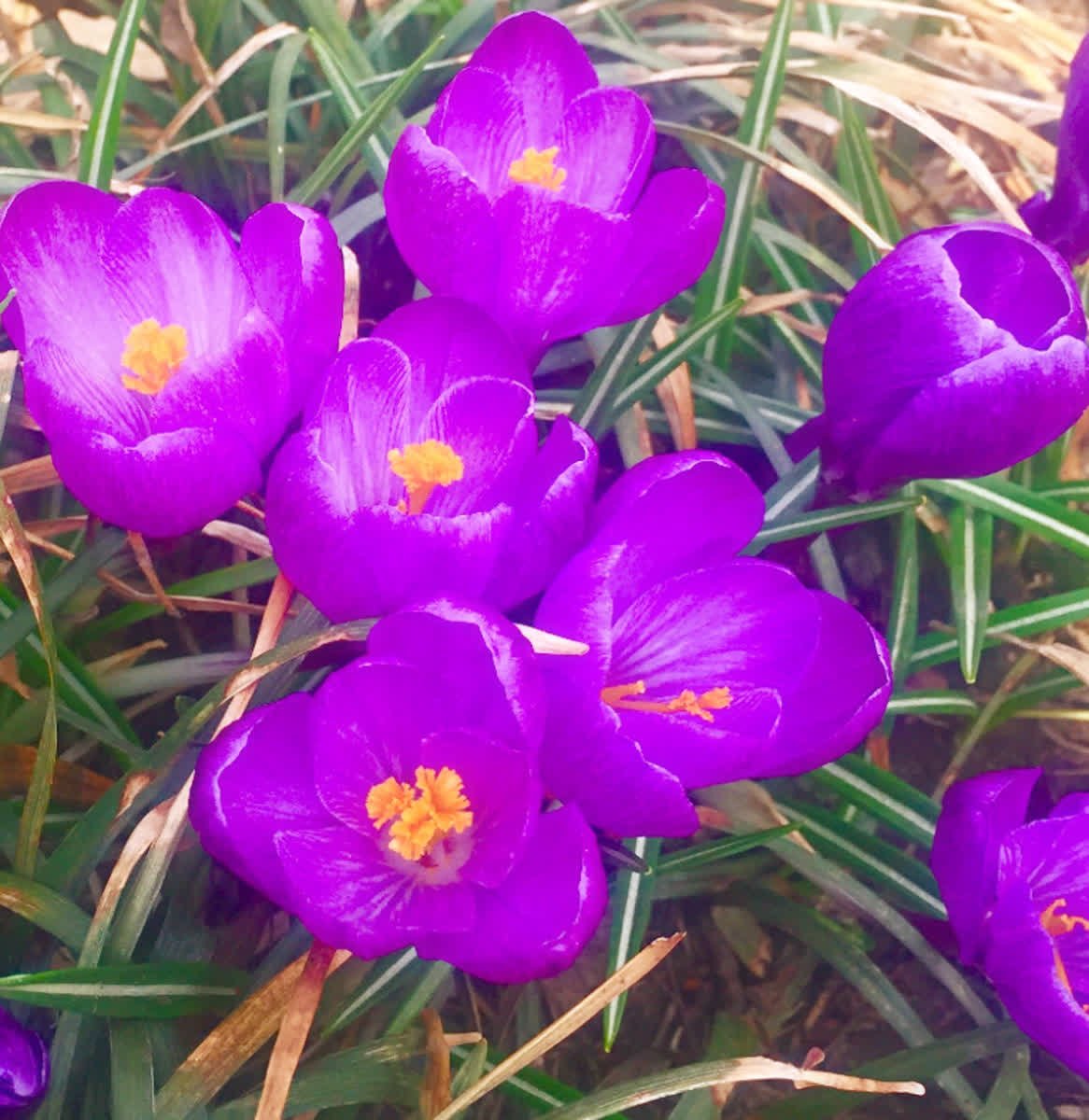 EstesPR's tweet photo. It's the first day of spring and the crocuses are in bloom at our #Louisville office! The crocus is a flower that attracts love, blesses your home, and creates visions for lasting happiness, hope, blessings and new beginnings. 🌷🌼🌺💐🌻

#firstdayofspring #springcrocus #estespr https://t.co/F2rEoD5Ogg