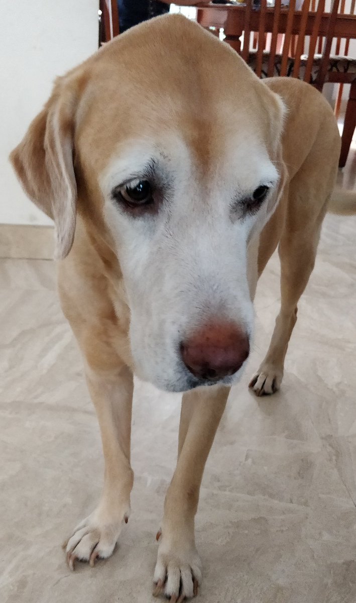 whenwherenilly's tweet image. today @robthebobbie was shy to ask mumma for one more bikki. so I asked. mumma gave us all one more bikki @tripurasundaree