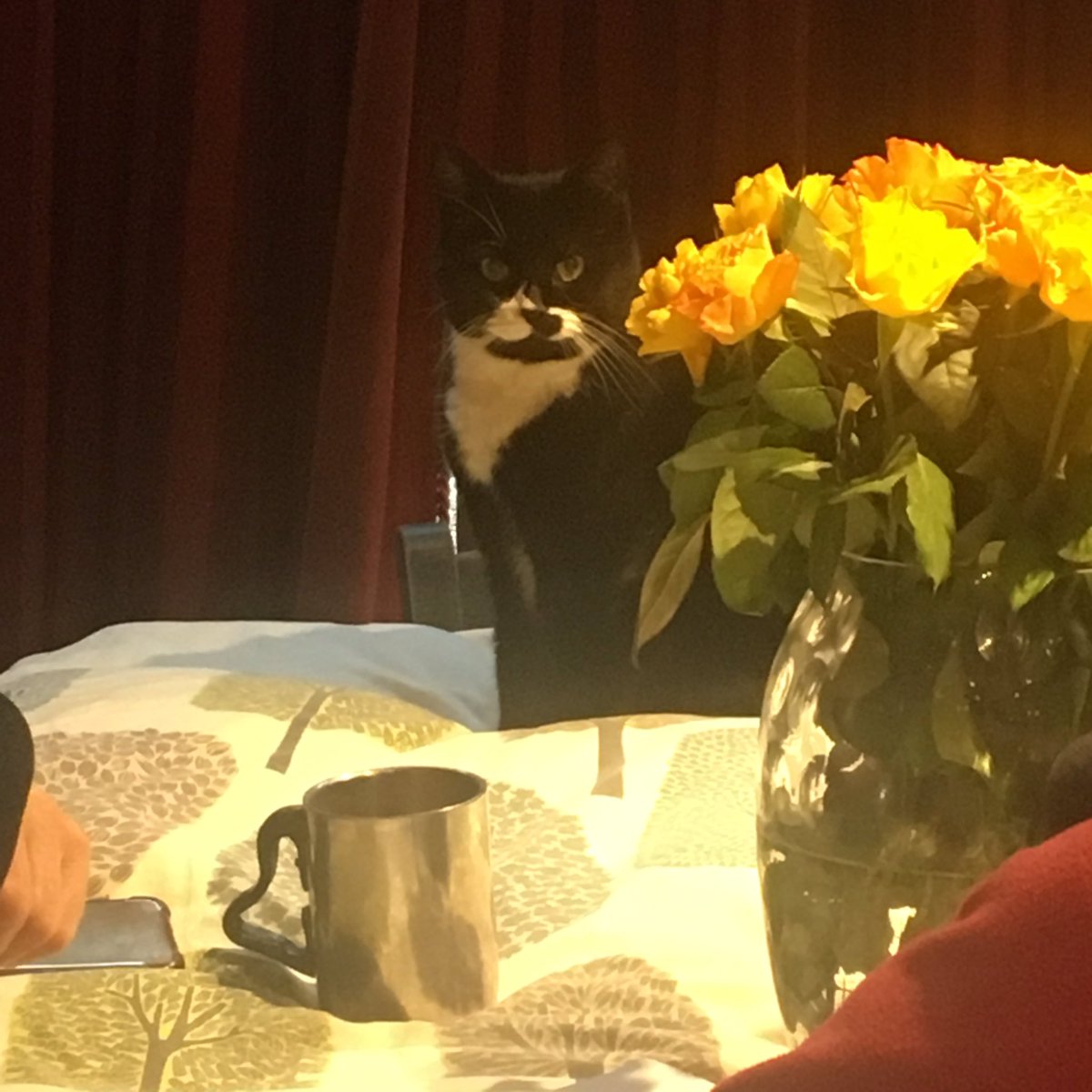 ClaretPodcast's tweet photo. We have a third speaker joining us for the recording of episode 2 🐱 https://t.co/GEa50LHxh9