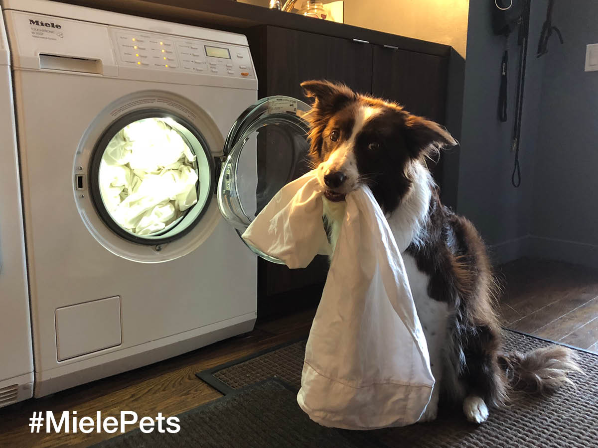 dismatecsa1's tweet photo. Nuestras máquinas Miele lavan de todo y para todos. https://t.co/wK9q6bLpPx