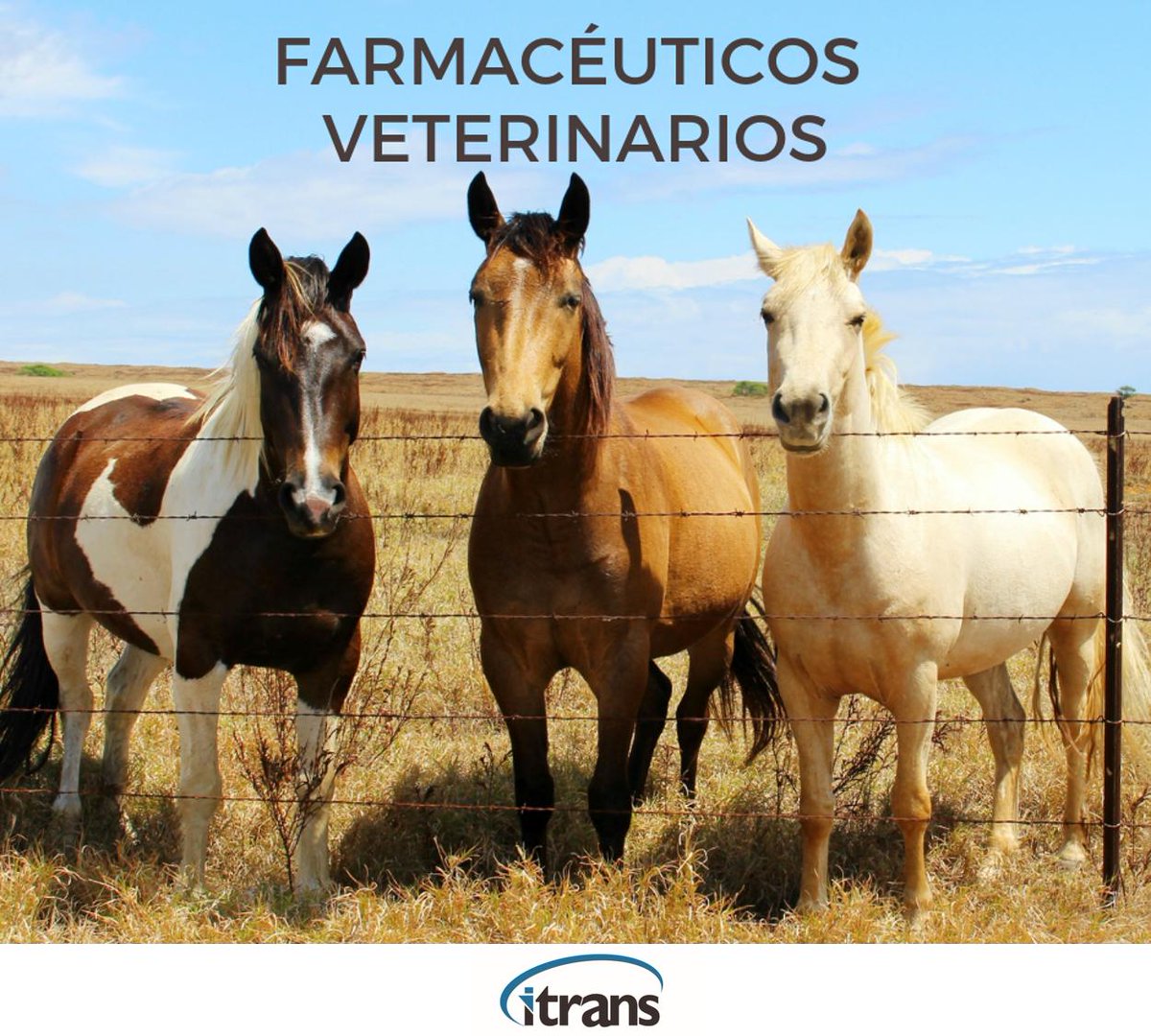 itrans_Mexico's tweet photo. 💉💊🐄🐎Confía en nosotros para el despacho aduanal de tus productos farmacéuticos veterinarios como lo hace nuestro cliente Bimeda en Querétaro #itrans #logistics #impo #expo https://t.co/E0aWB4MdhY