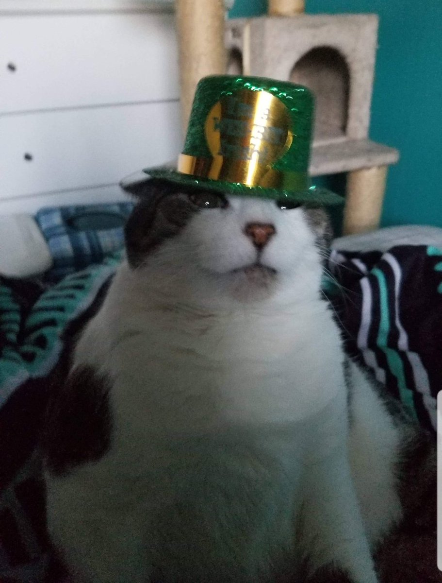 missnarwhal7's tweet photo. so my mom tried to take st. patrick's day pics of my cat... https://t.co/q6MSwY3oXk