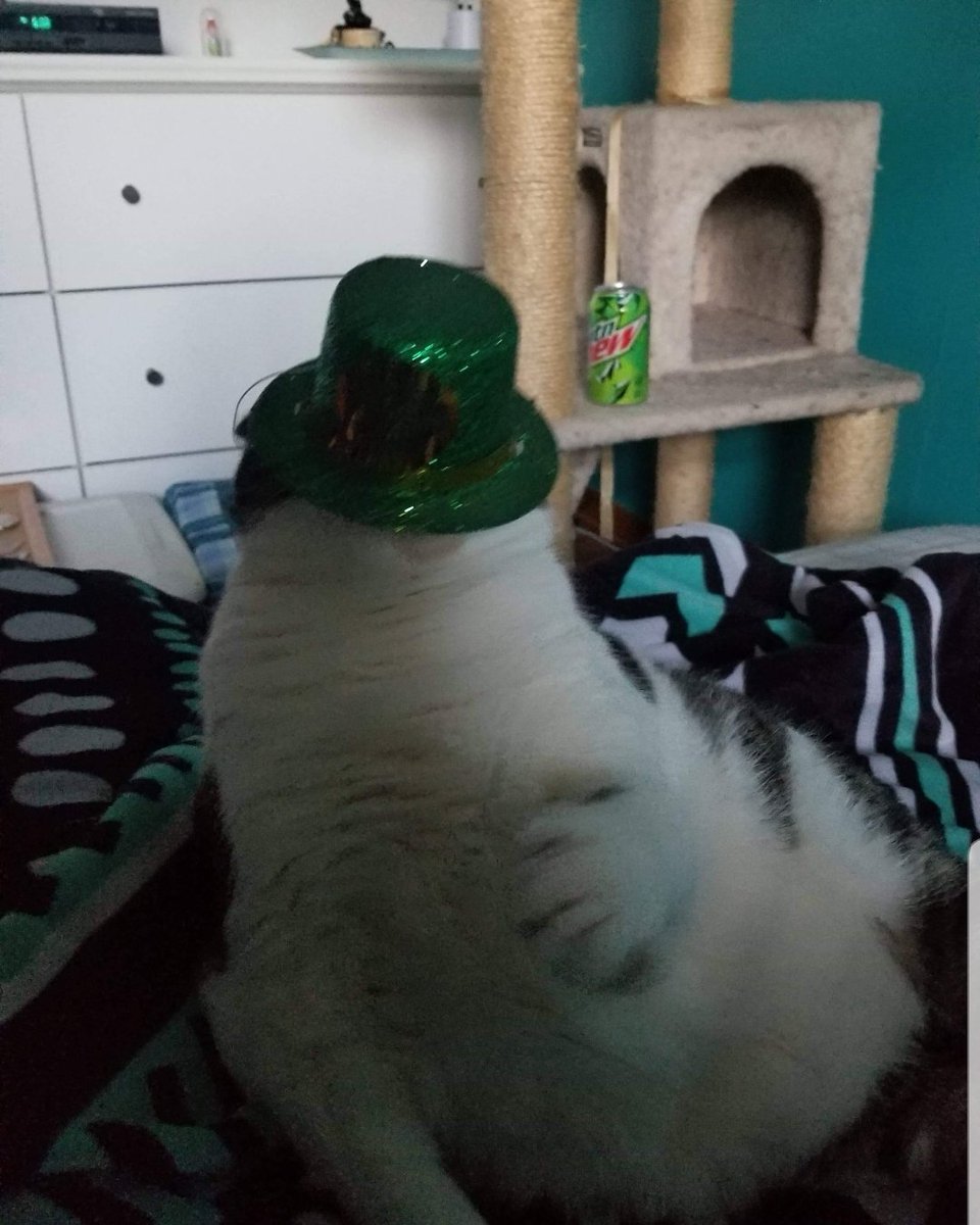 missnarwhal7's tweet photo. so my mom tried to take st. patrick's day pics of my cat... https://t.co/q6MSwY3oXk