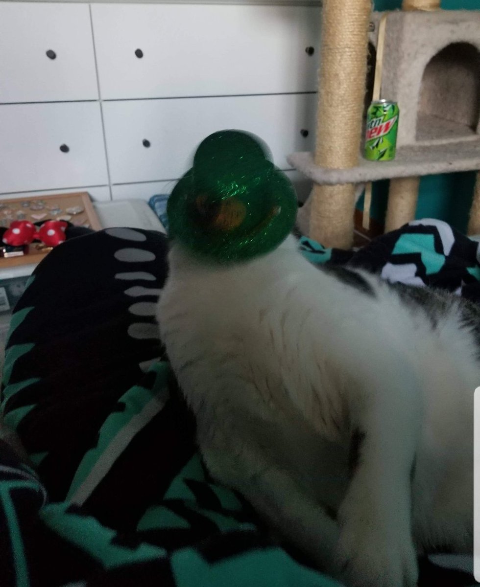 missnarwhal7's tweet photo. so my mom tried to take st. patrick's day pics of my cat... https://t.co/q6MSwY3oXk