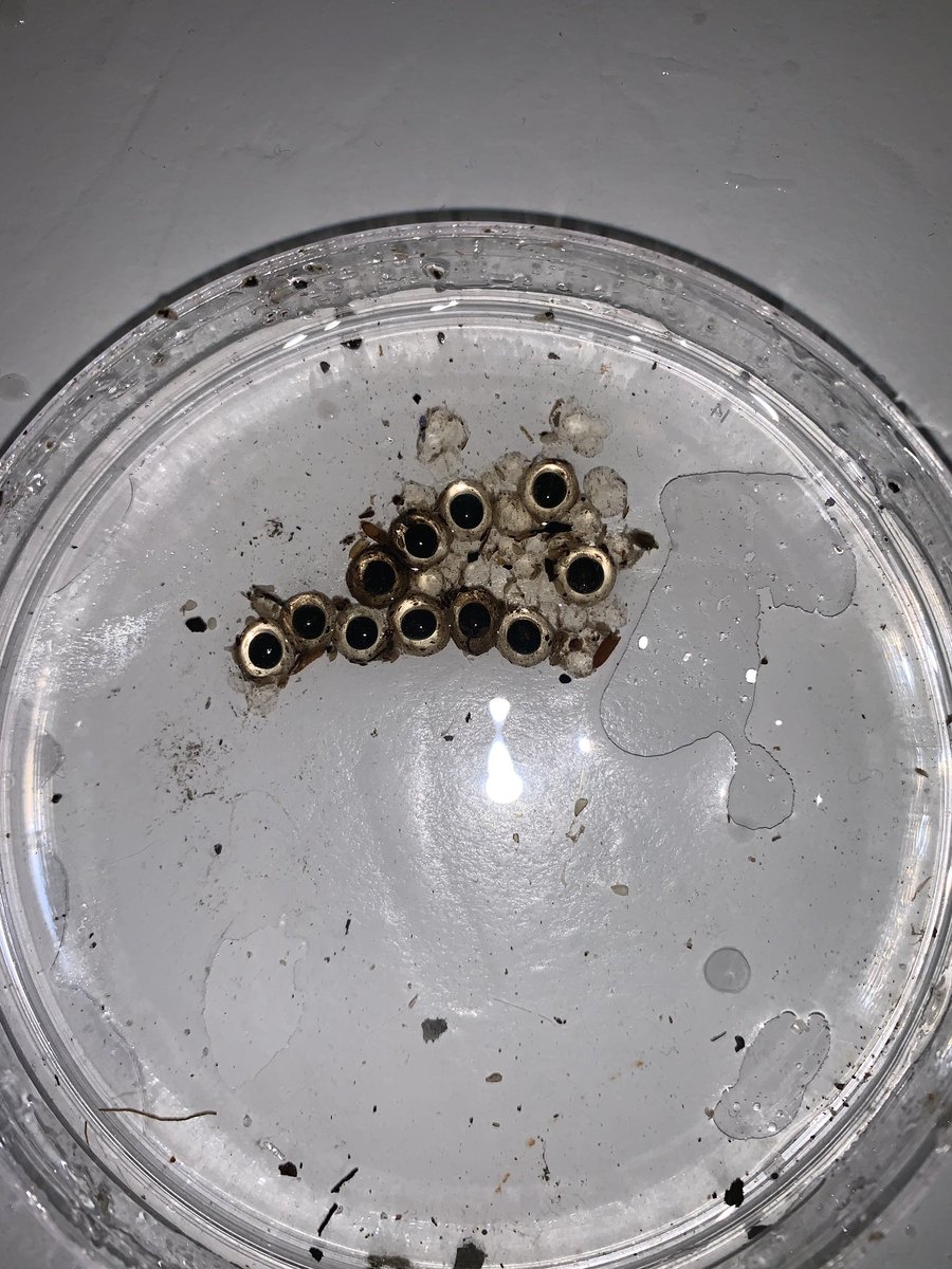 joesfrogs's tweet photo. Nice clutch of 11 eggs from one of our Dendrobates Powder Blue breeders https://t.co/HAg7A4esKE