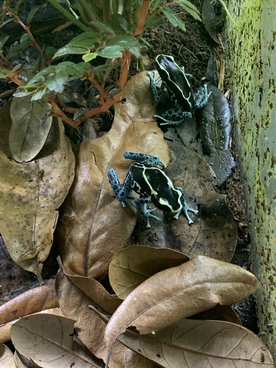 joesfrogs's tweet photo. Nice clutch of 11 eggs from one of our Dendrobates Powder Blue breeders https://t.co/HAg7A4esKE