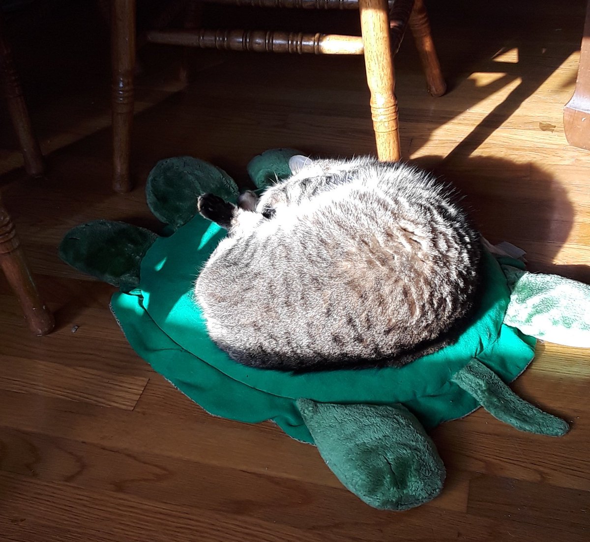 CreeperCastle's tweet photo. The OG Creeper knows where to chill ☀️ #CatsOfTwitter #WednesdayWisdom #notspoiled https://t.co/4WO09kZ31o