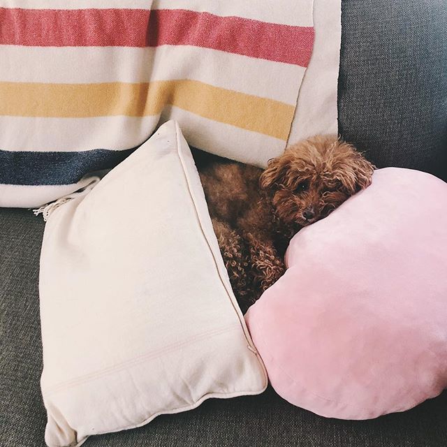 loganslook's tweet photo. *finally* spring, time to crawl out of the pillow fort https://t.co/rbUr2gBx46 https://t.co/ih4kpE35vp