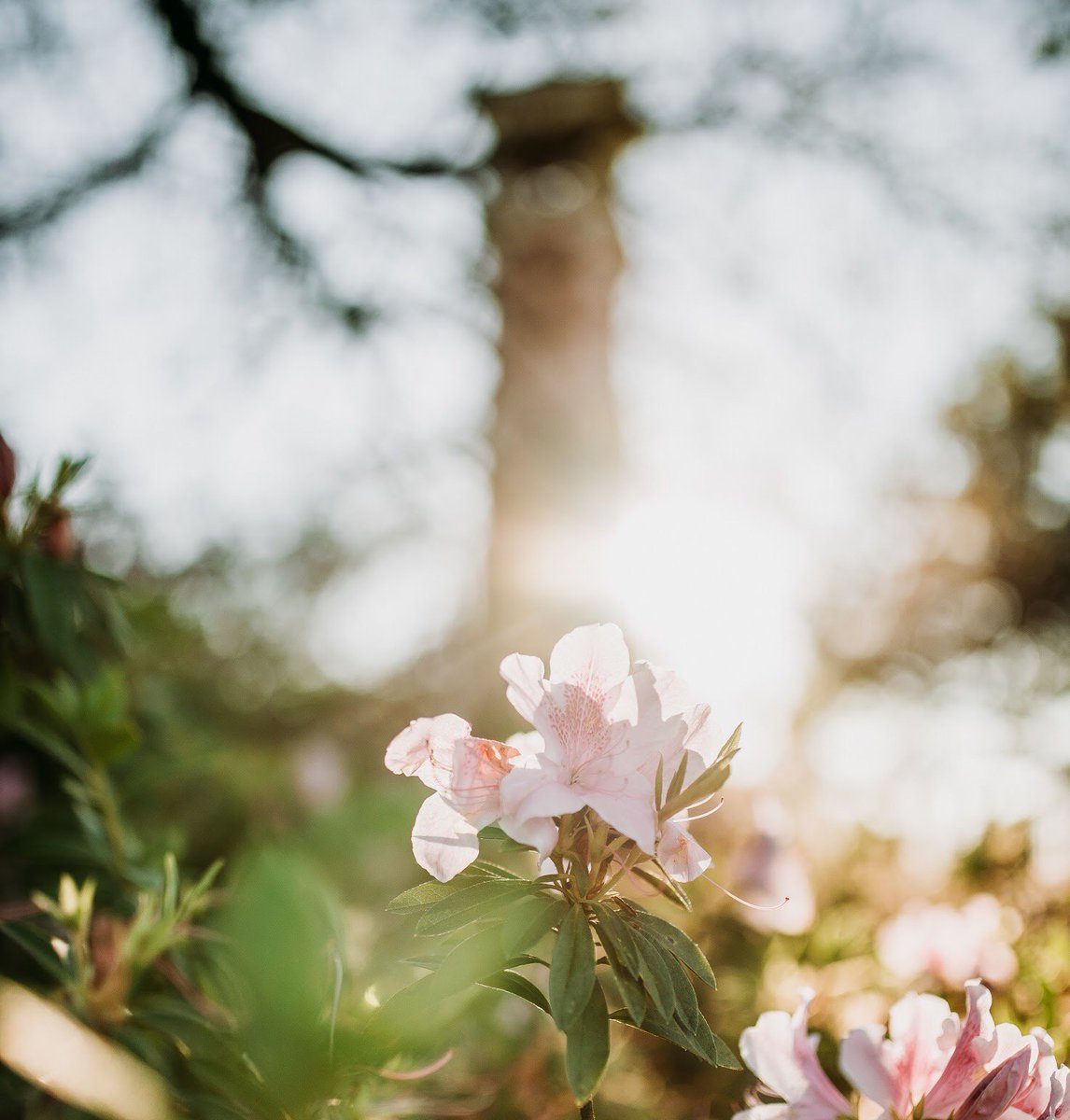UofSouthAlabama's tweet photo. Spring has arrived! #WeAreSouth #SpringEquinox https://t.co/r0Jpo6cw6z