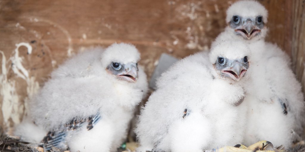 PPLCorp's tweet image. We’re officially on #FalconWatch – peregrine falcons, that is. @PPLElectric teamed up with @69News for a live streaming video of the nesting box on the #PPLTower. We’re hoping a pair of peregrines return to nest as they did last year! ow.ly/aWsV50nE0jO