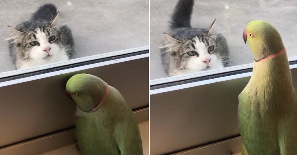 Cat parrot peekaboo hot sale