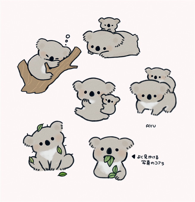 koala? 