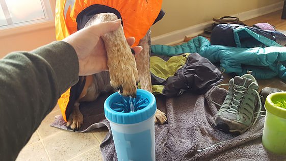 dexasintl's tweet photo. Dexas is #GearingUpForGlobal in Booth 3115 at #GlobalPetExpo! 3115 is the only place to see the award-winning line-up for pets on the go, like the original #MudBuster and the new hands-free off-leash toy collection! Come see us! #DexasbyDesign https://t.co/vDVTcwniBf