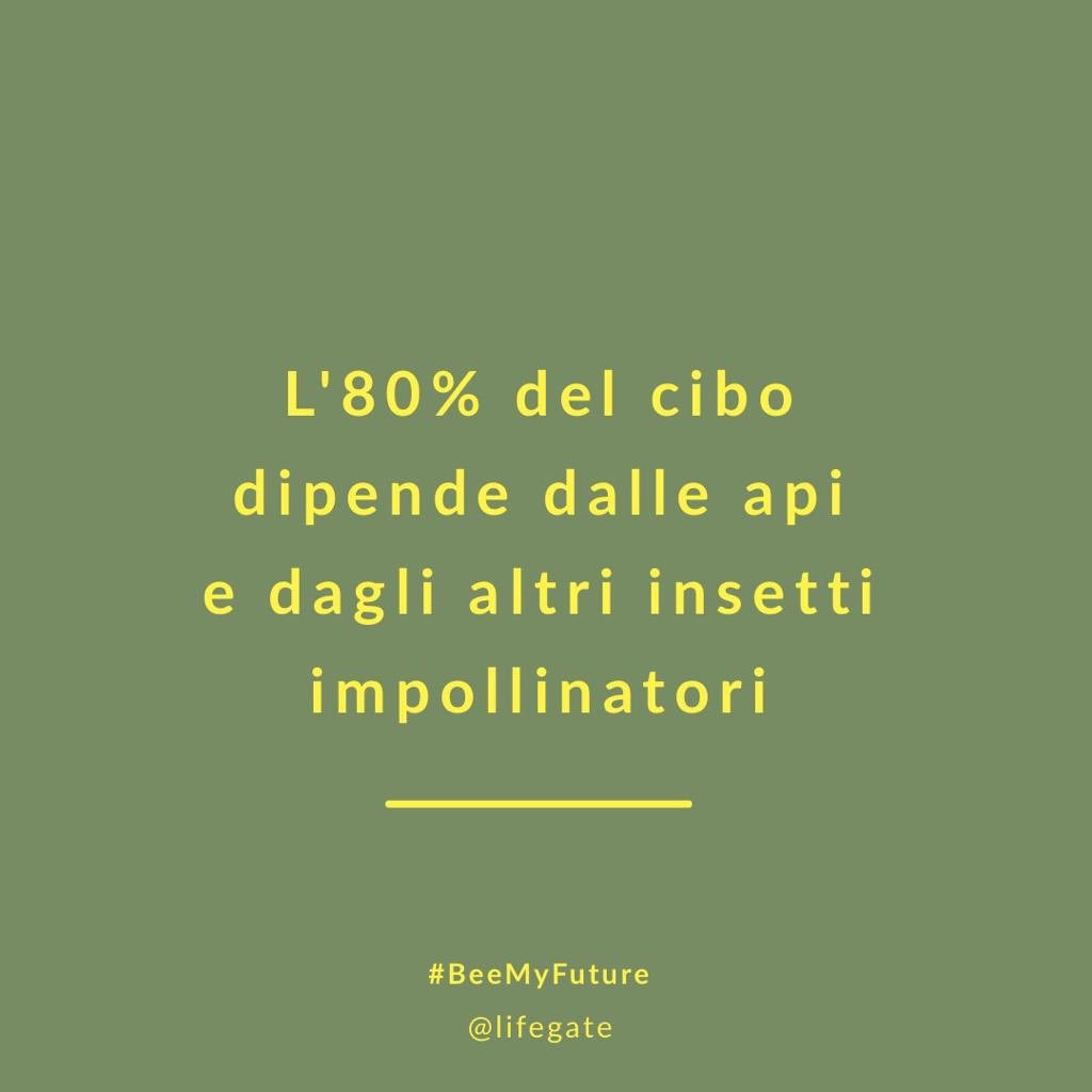 lifegate's tweet photo. L’80% del cibo dipende dalle api e dagli altri insetti impollinatori. #beemyfuture https://t.co/cRcmxsAtJW https://t.co/Hdaco8xtWQ