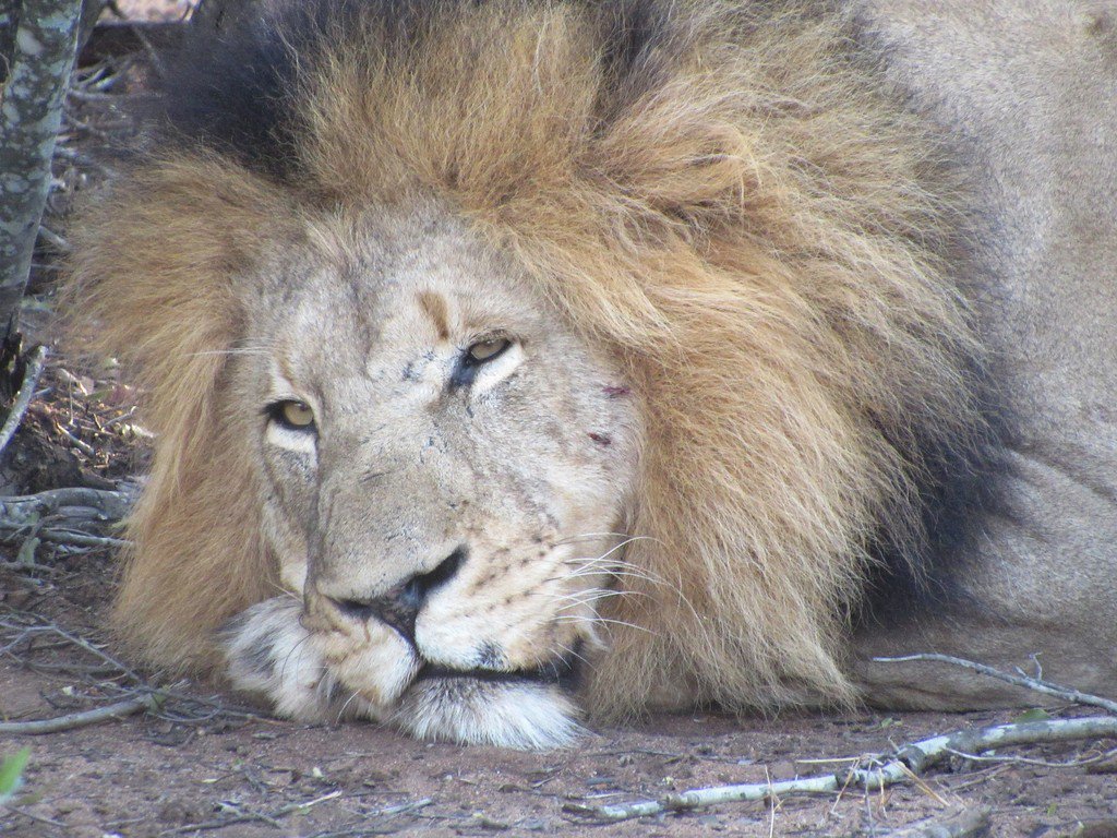 humaneworldnews's tweet image. SHOCKING: A video of a trophy hunter shooting a sleeping lion has gone viral. Trophy hunting is a hideous relic of the past &amp;amp; has NO place in modern society. Killing an innocent 🦁 while it sleeps is NOT a sport &amp;amp; NOT helpful to conservation efforts. 

📽️: bit.ly/2CtYpwu