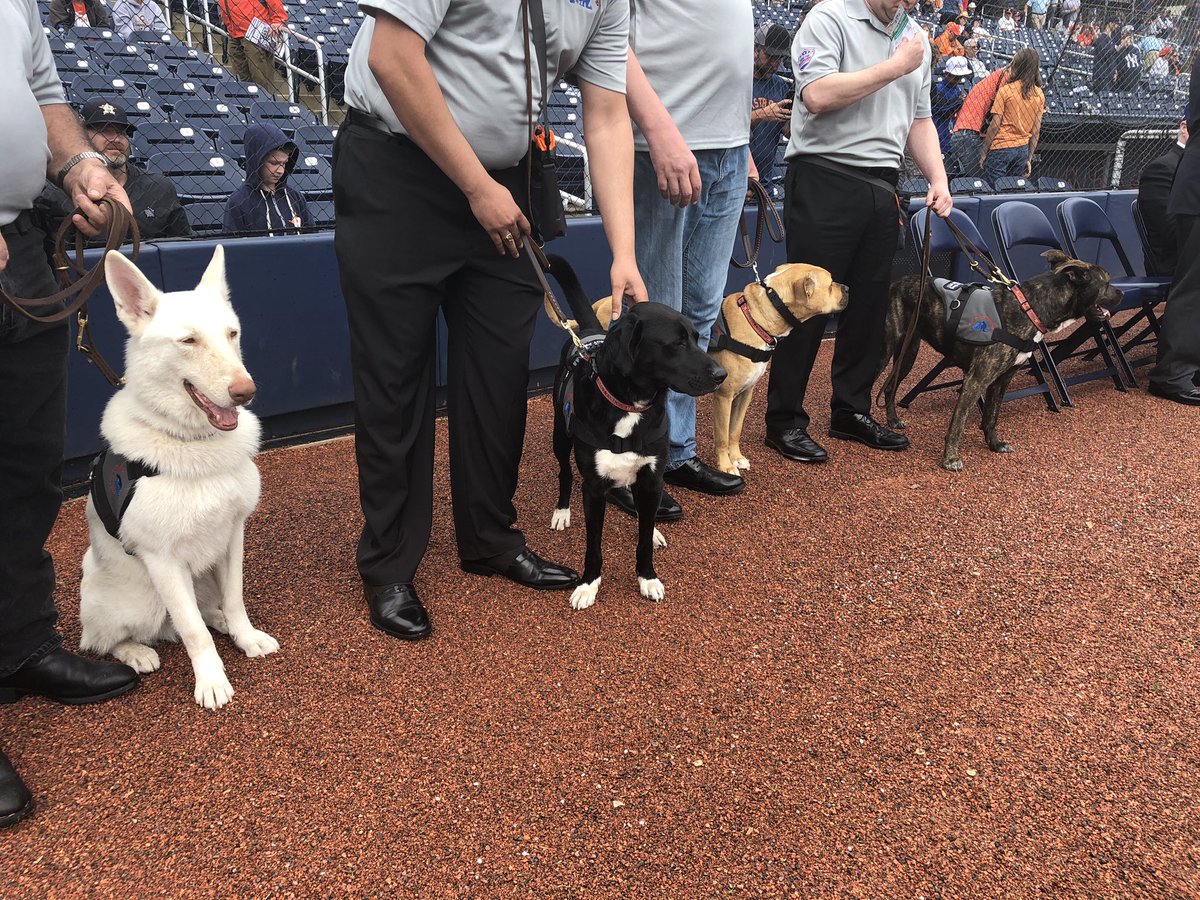 JuliaMorales's tweet photo. .@JustinVerlander’s Wins for Warriors Foundation launched a program called Adopt. Rescue. Heal. which rescues dogs from shelters and then trains them as service animals for military veterans in need.
They paired the first 4 veterans in the program with their service dogs today. https://t.co/LXPsZl3vj1