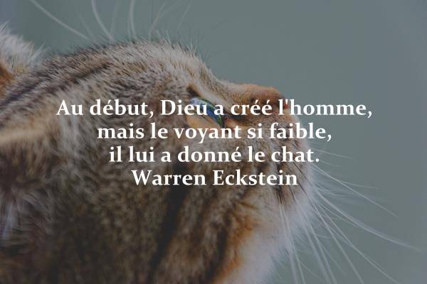 Or Felins 34 Orfelins34 Twitter