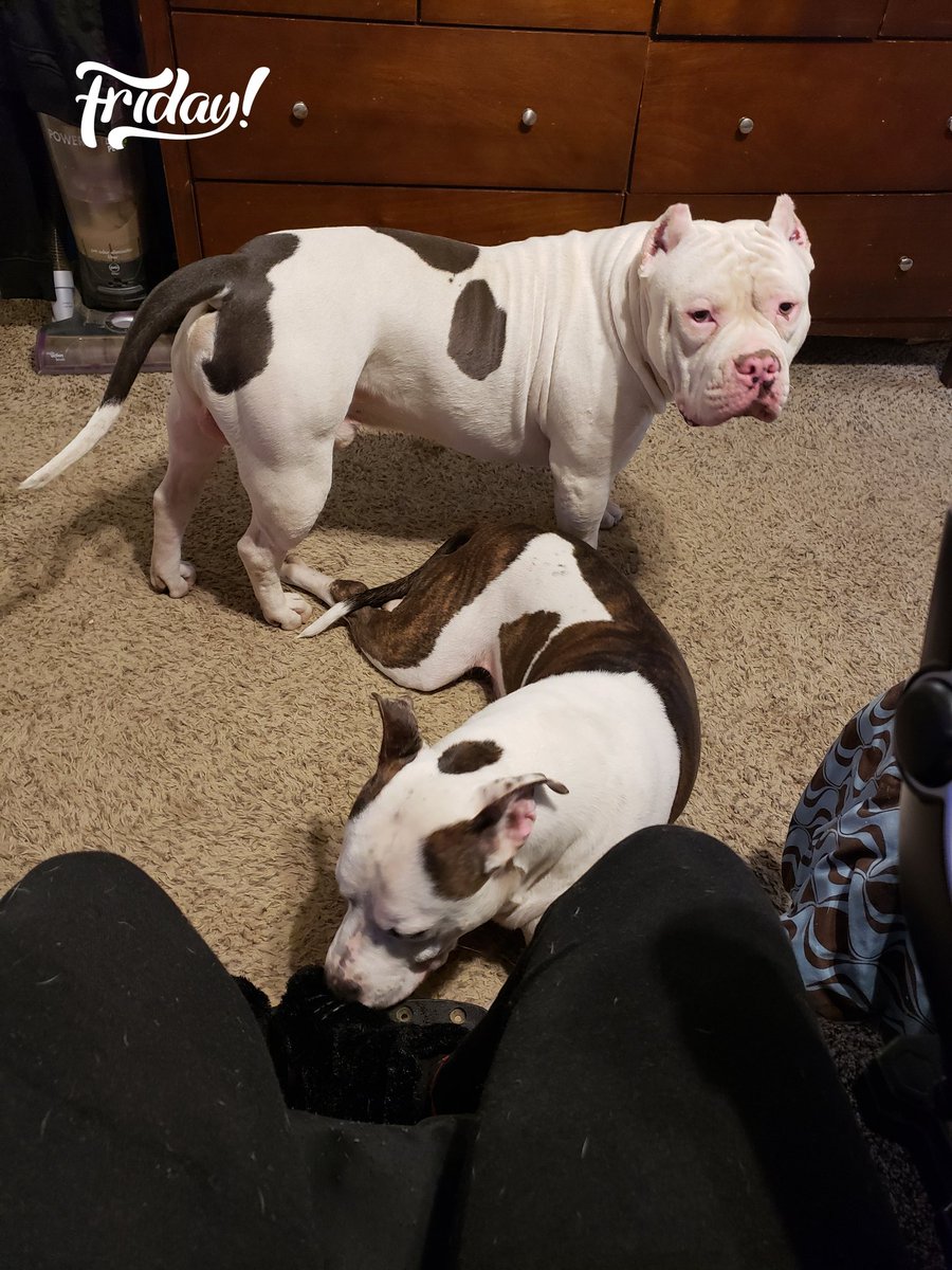 BoonachieBossB's tweet photo. @Adoptabledog Can I #adoptblue i can't walk and i already have one please he needs my loving i love bullies they are the sweetest they just look like that with a big head lol here are my babies lil Jack & SJ my pitbull I love Dogs 🥰 https://t.co/XmOXFwrTLR