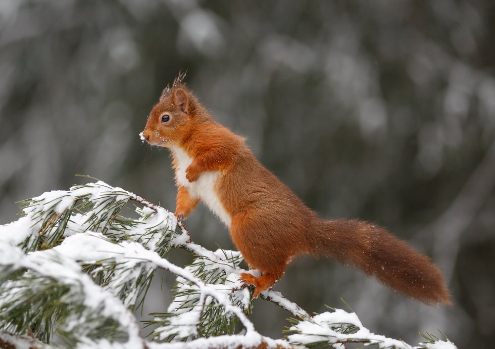 What is it about #Northumberland that makes you happy? Is it the castles, the beaches, the countryside, the wildlife, the people...? Tell us in the comments 👇 and let's celebrate #InternationalDayOfHappiness together!