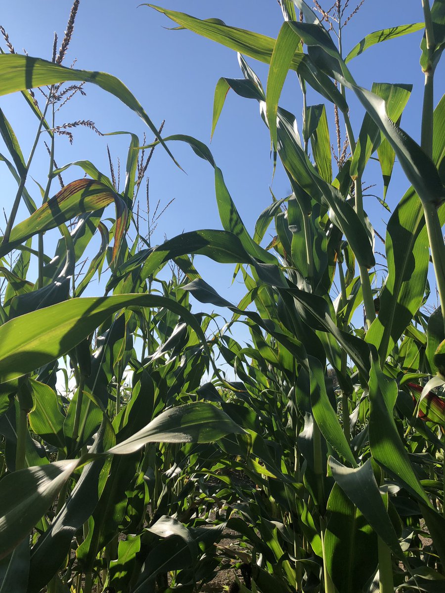 DerekBlueRiver's tweet photo. Here’s a gander at our 18N16, a new hybrid that’s great if you’re growing a short-season lineup. If you’ve grown 14A91 in the past, you should try a few bags of 18N16 🌽 #fieldofdreams #plantcorn https://t.co/efhPPLTcuo