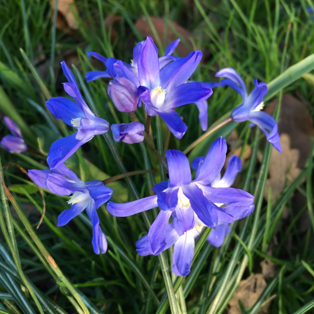ARichardsonHE's tweet photo. Practically skipping home with this late afternoon sunshine ☀️ #easilypleased #springwatch https://t.co/v478Uuf2l8