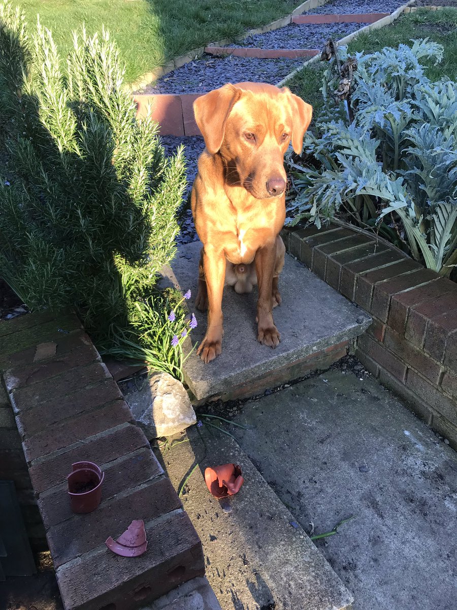 bowiewonderdog's tweet photo. Okay, so this doesn’t look good, but honestly Mum, the plant pots just exploded in my mouth! #labradorretriever #bowiethewonderdog #plantpotthiefextraordonaire https://t.co/nWvmqrR9BV