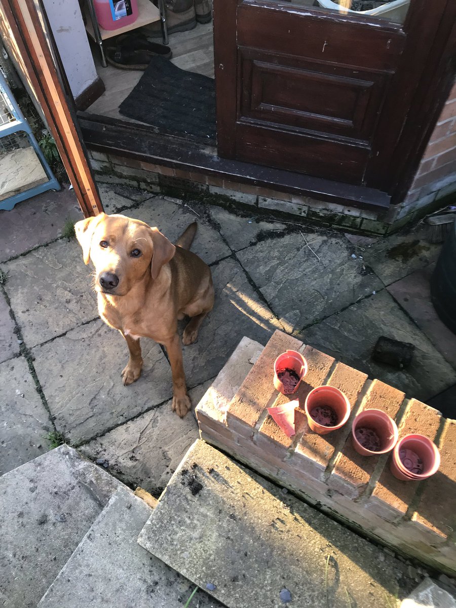 bowiewonderdog's tweet photo. Okay, so this doesn’t look good, but honestly Mum, the plant pots just exploded in my mouth! #labradorretriever #bowiethewonderdog #plantpotthiefextraordonaire https://t.co/nWvmqrR9BV