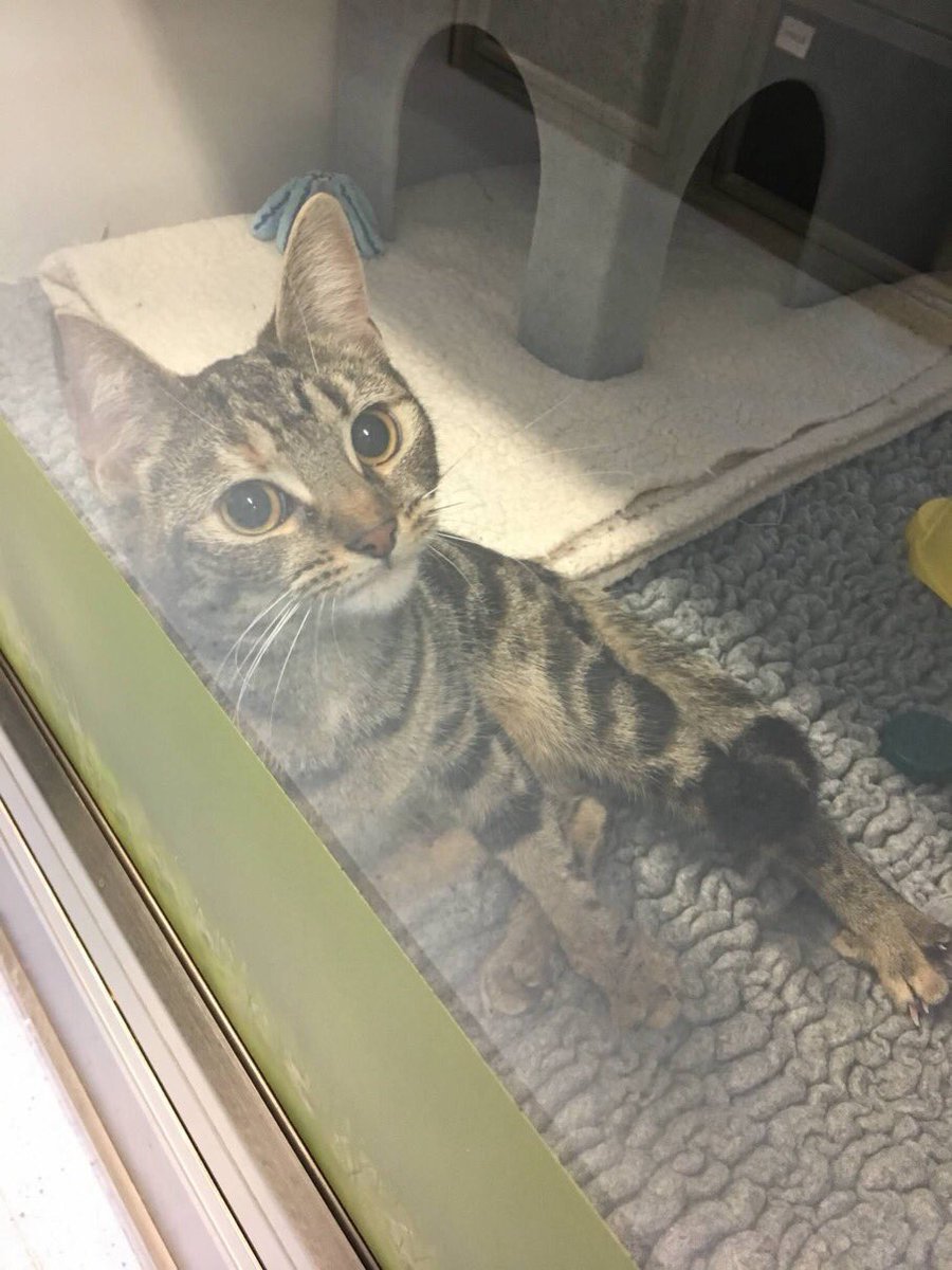 cat protection haywards heath