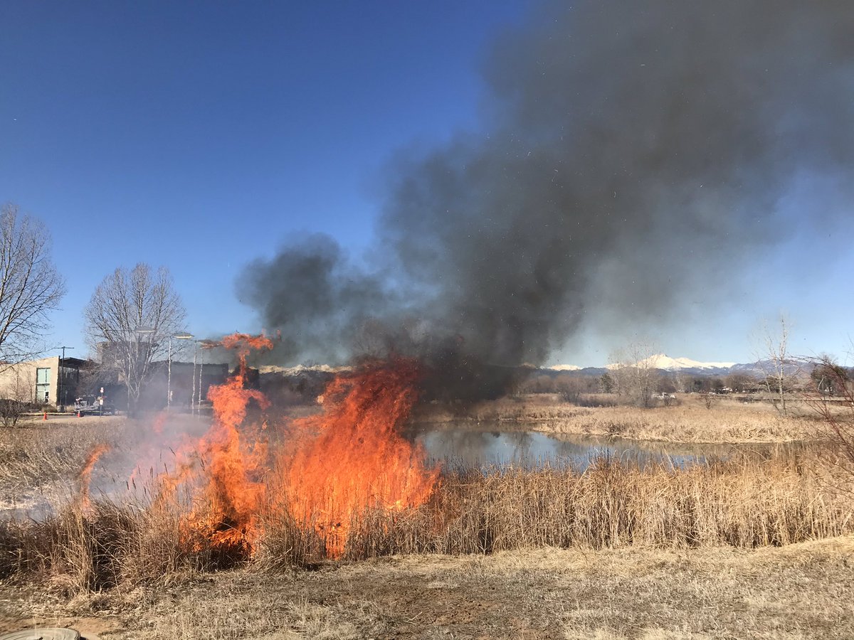 Lewis Geyer (@lgeyertc) on Twitter photo #Longmont FD and Parks/Open Space burning cattails in pod at Rec Center this morning. <a href="/TimesCall/">Longmont Times-Call</a> #Longmont FD and Parks/Open Space burning cattails in pod at Rec Center this morning. <a href="/TimesCall/">Longmont Times-Call</a>