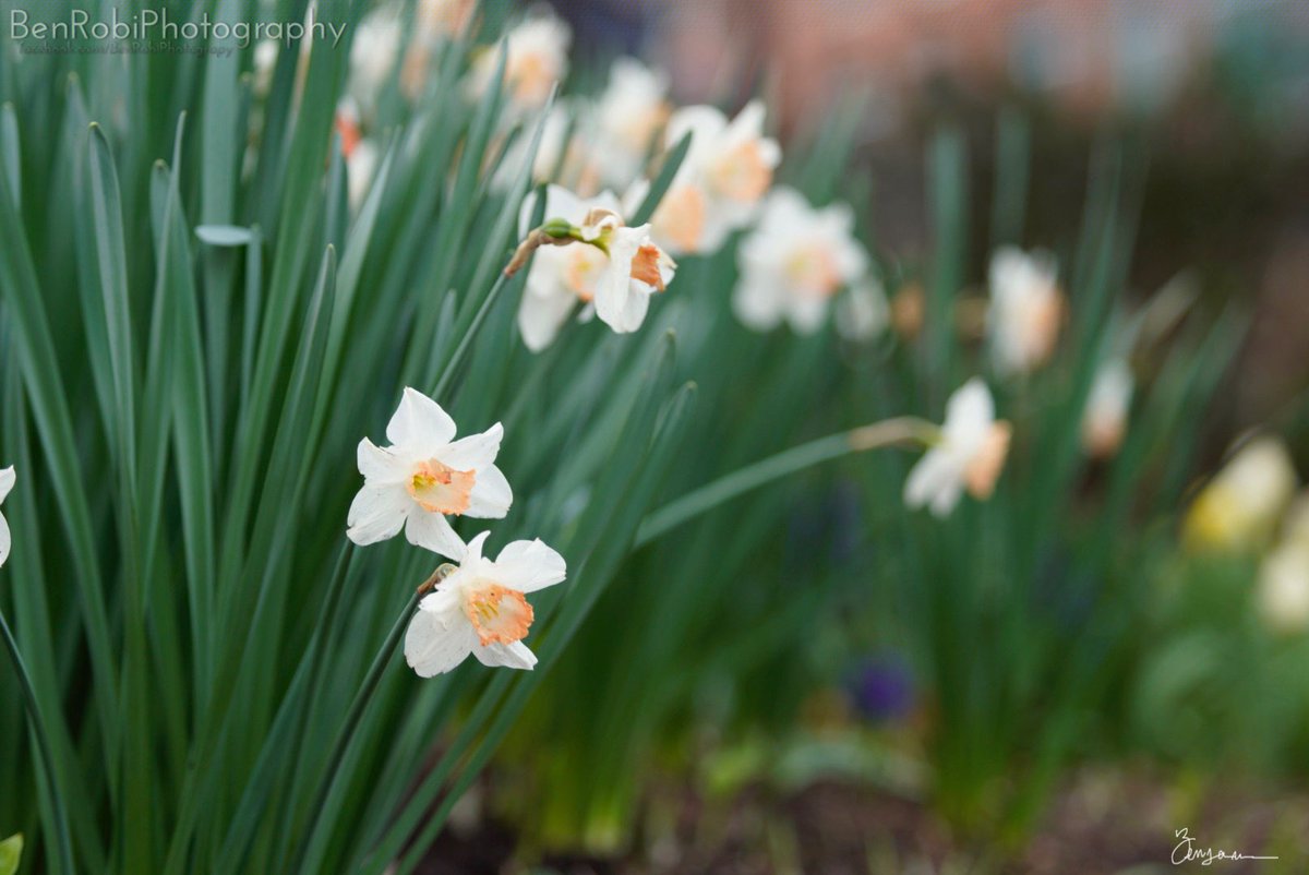 BRobiPhoto's tweet photo. Well hello Spring #sony #photography #sonyalpha #sonyimages #sonyalphasclub #stalklight #greenvillescphotographer #bealpha #alphacollective #konicahexanon57mm #bokeh #fotodiox #fotodioxpro #yeahthatgreenville @Sony @UpstateExposure @greenville360sc https://t.co/6yISsXyk3D