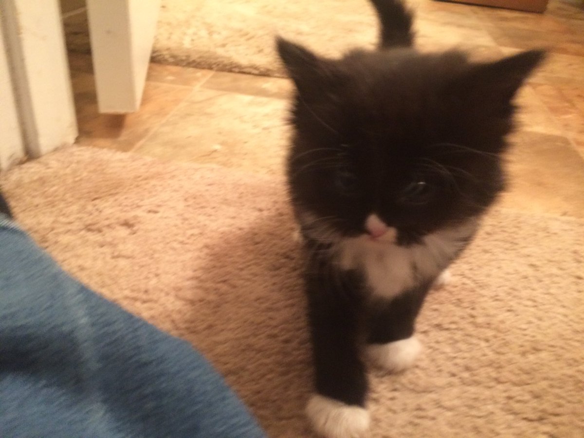 Caleb Lee Hutchinson tweet media